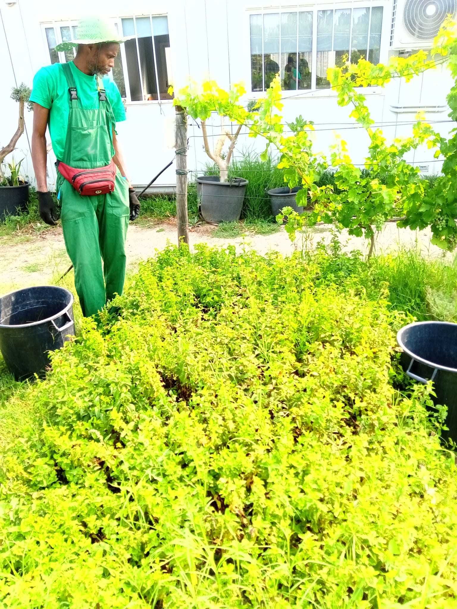 Jardineiro e Limpeza de terrenos.