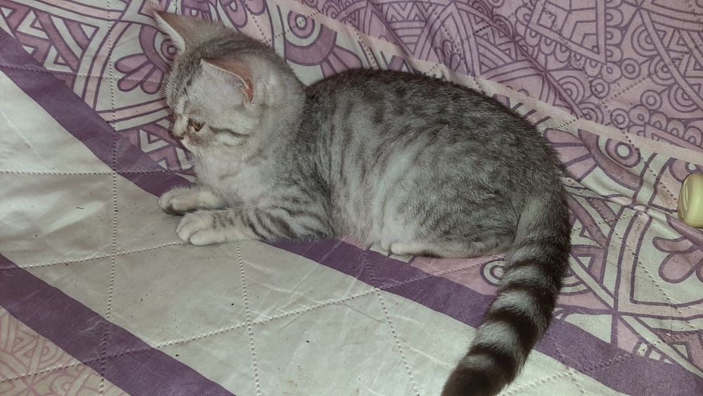 Мутоновые Британские котики табби.