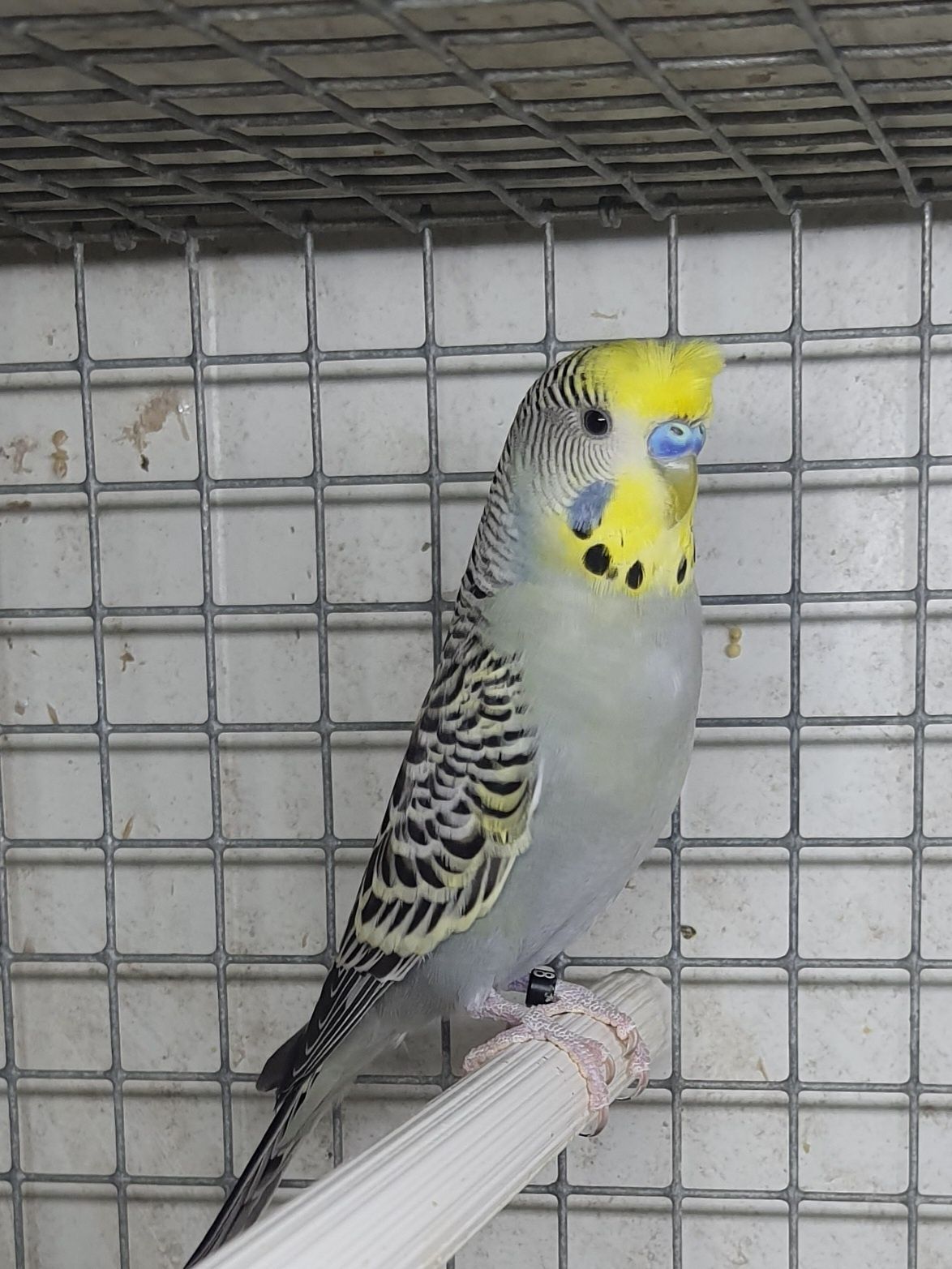 Periquitos poupa