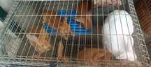 Coelhos para cria, recria, abates e abatidos.