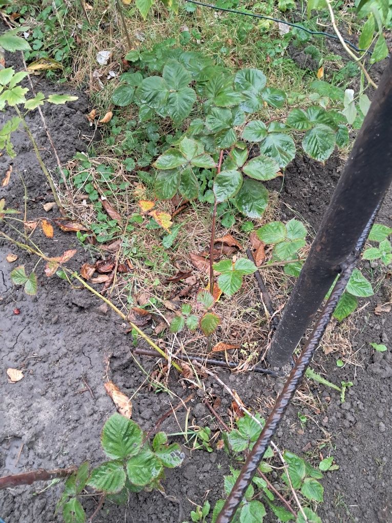 Jeżyny bezkolcowe. Dobrze ukorzenione