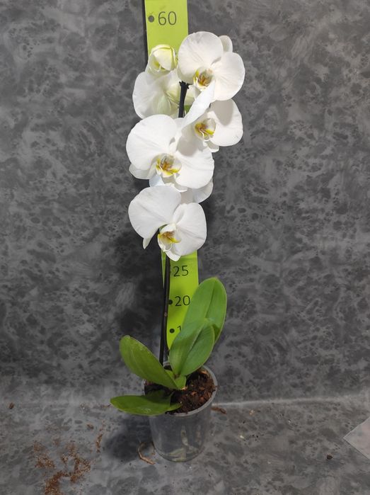 Орхідея біла ,на подарунок