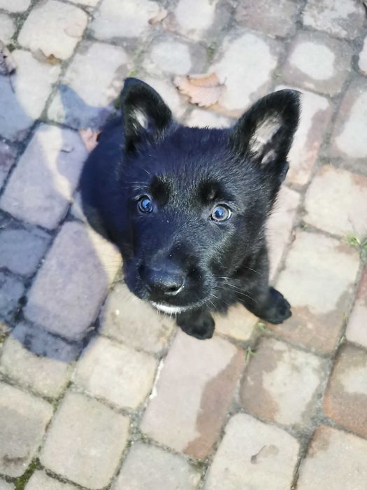 Owczarek niemiecki czarny krótkowłosy pies piesek samiec