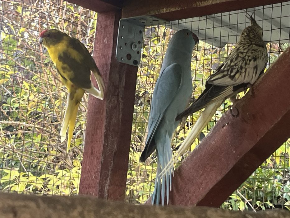 Zwierzeta szukaja nowej woliery