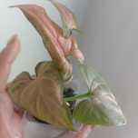 Syngonium pink dream
