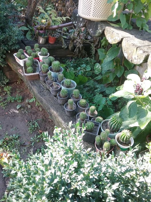 К!мнатн! Маленьк!  КАКТУСИ