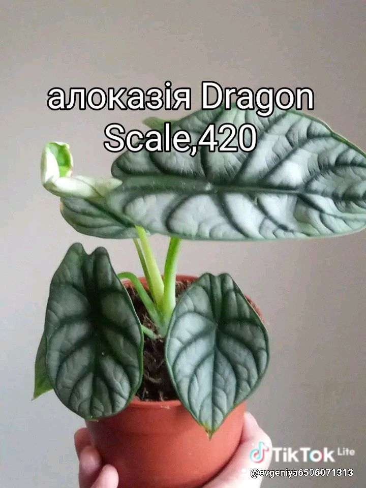 Пеперомія,гарденія, кава, спатифіллум,філодендрони