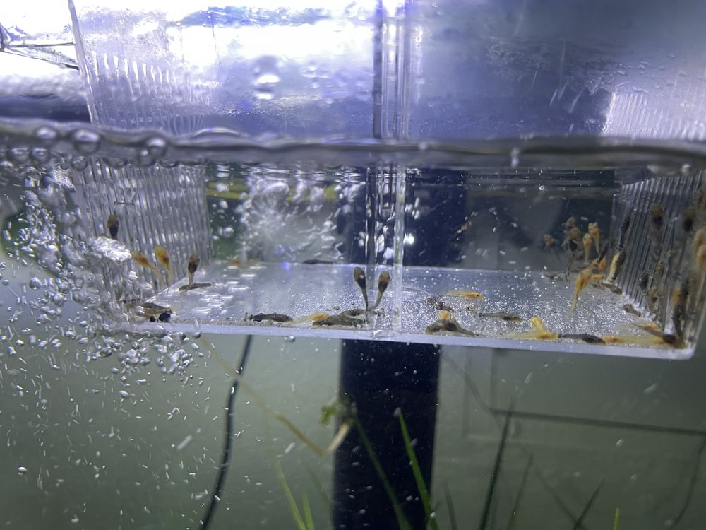 Ancistrus albinos com 1 centimetro