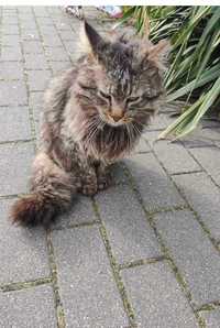 Kocurek maine coon do adopcji