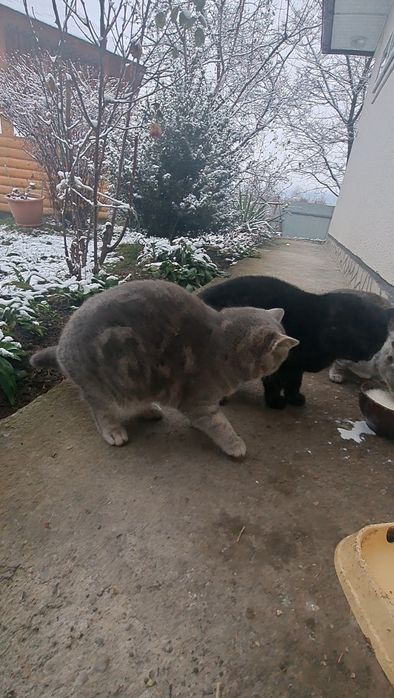 Маю шикарне кошеня британське кошеня на Миколая