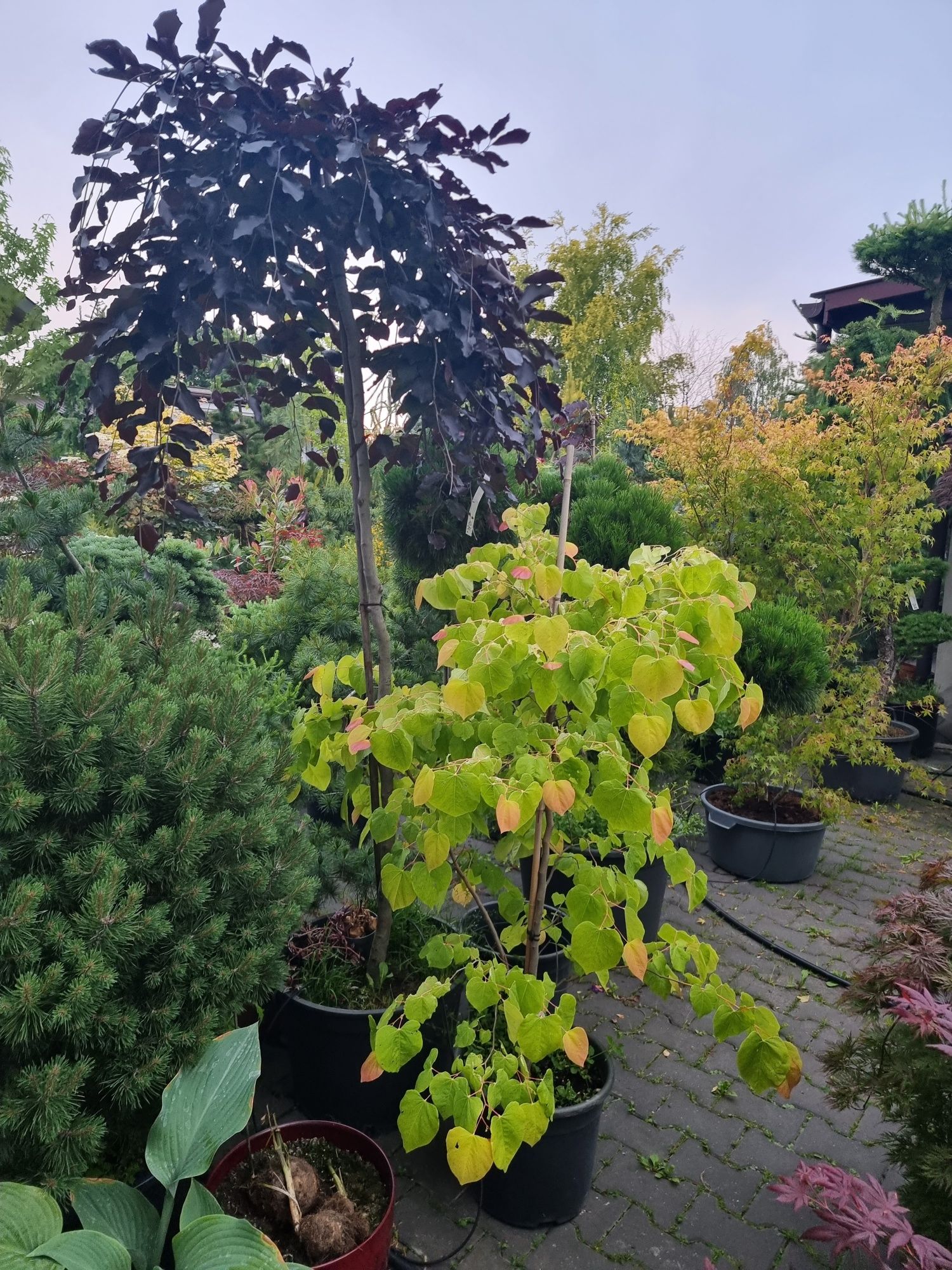 Krzewy ozdobne Szeroki wybór formowane Niwaki BONSAI