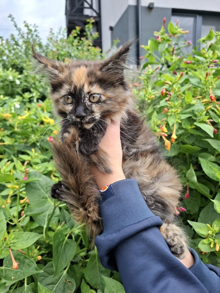 Maine Coon 3 miesięczny kociak