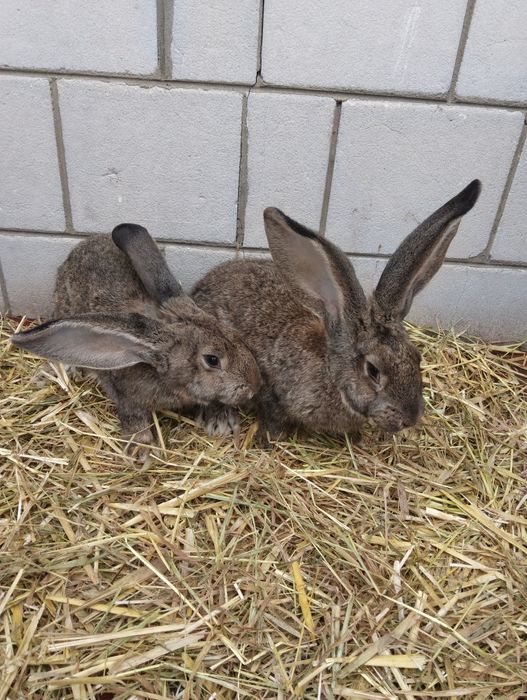 Dzień dobry sprzedam olbrzymy belgijskie