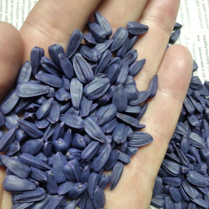 Насіння соняшника Піонер П64ЛЕ25 під Гранстар