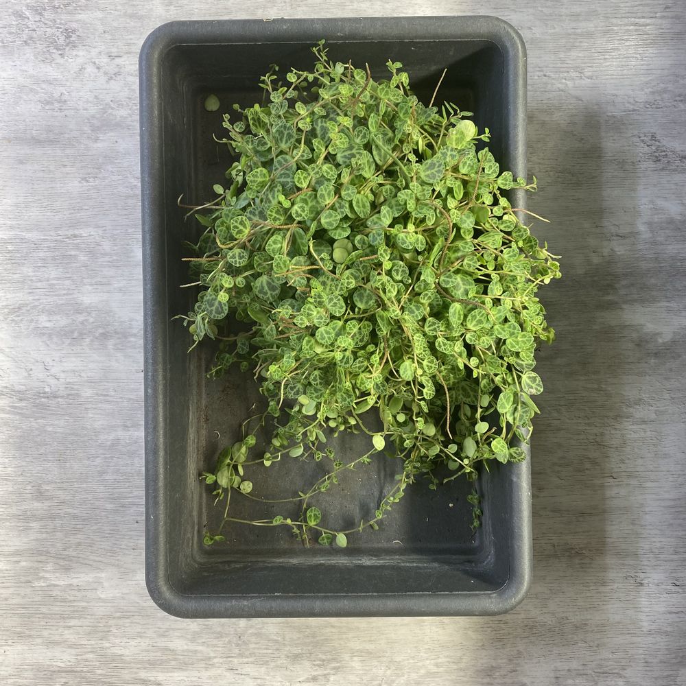 Пеперомія прострата зріз / Peperomia prostrata