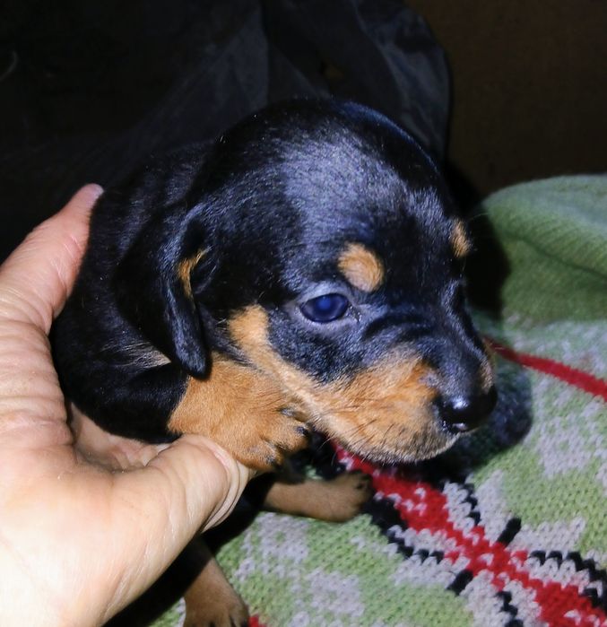 Продам щеночка, мини-таксочку