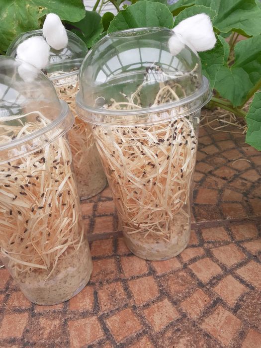 4x Muszki owocwki Drosophila hydei nieloty