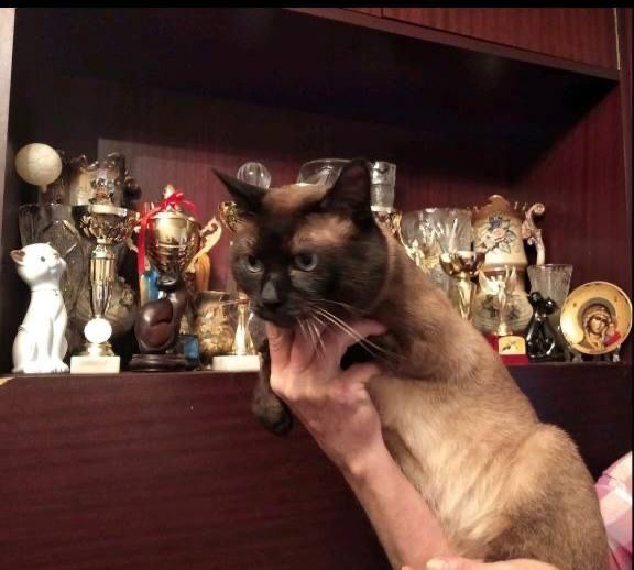 тайські кошенята, народжені 24.08.2025