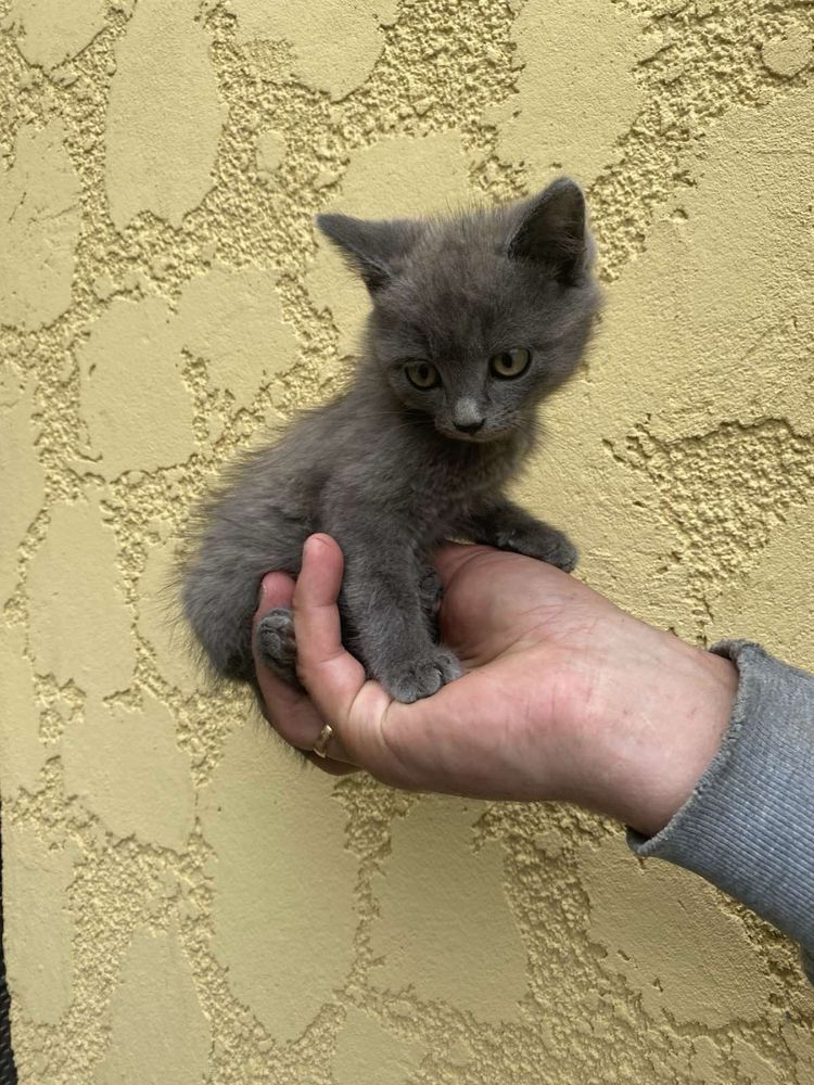 Кошенята в добрі руки