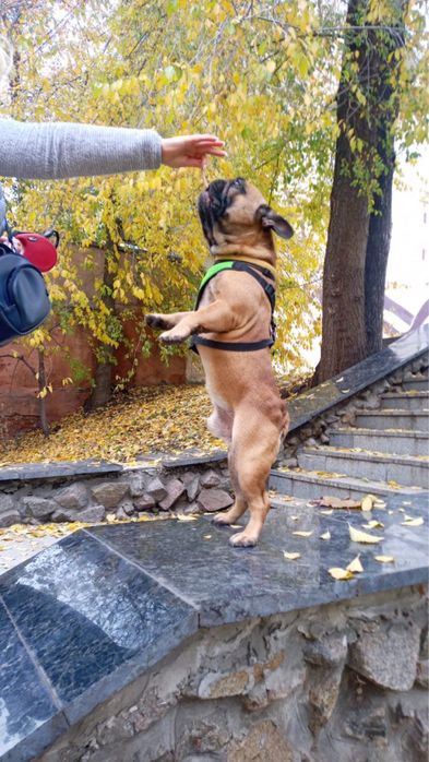 Вязка французский бульдог