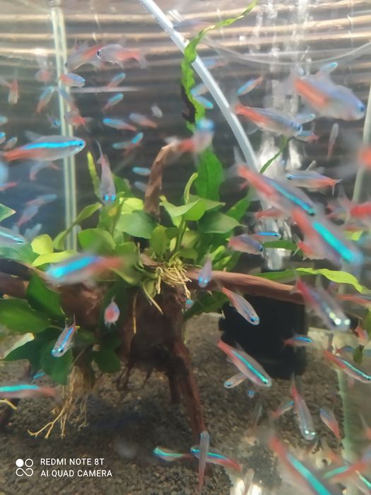 Neonki inessa (neonki)