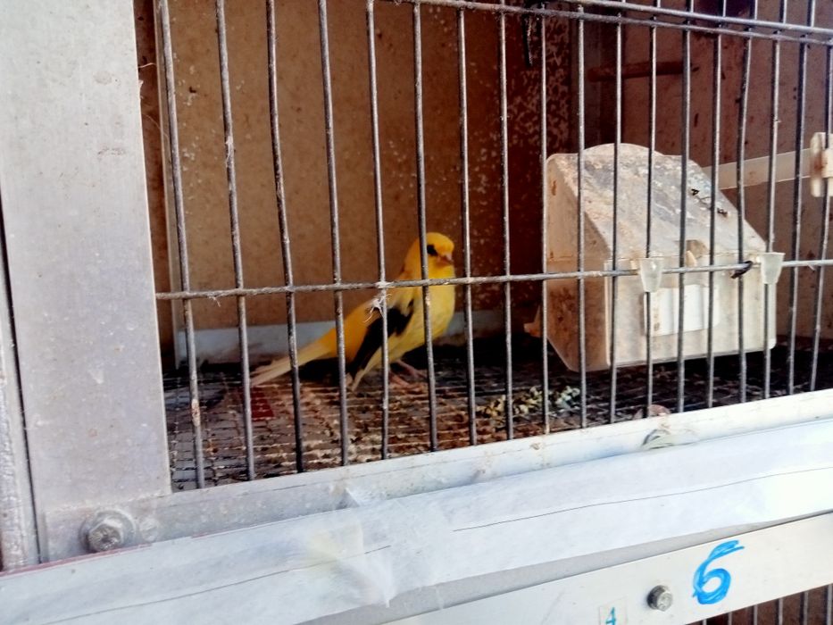 Canários vendo bem bonitos