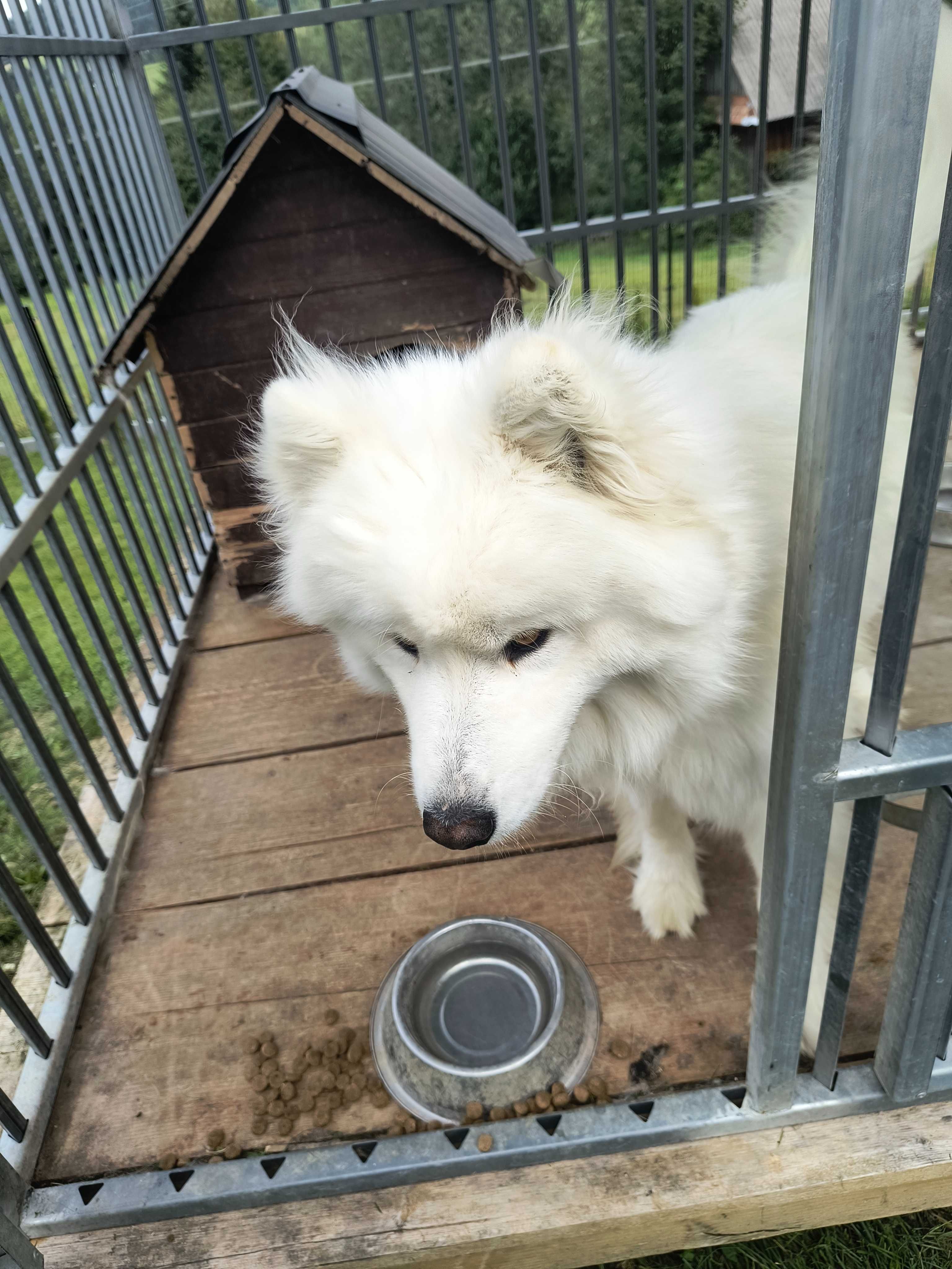 Samoyed pies biały