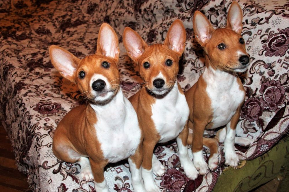 Цуценяти басенджи