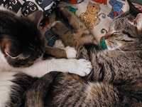 Dwie kotki Whisky i Malibu szukają domu pełnego miłości Prośba o pomoc