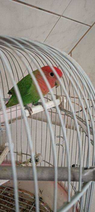 Agapórnis roseicollis