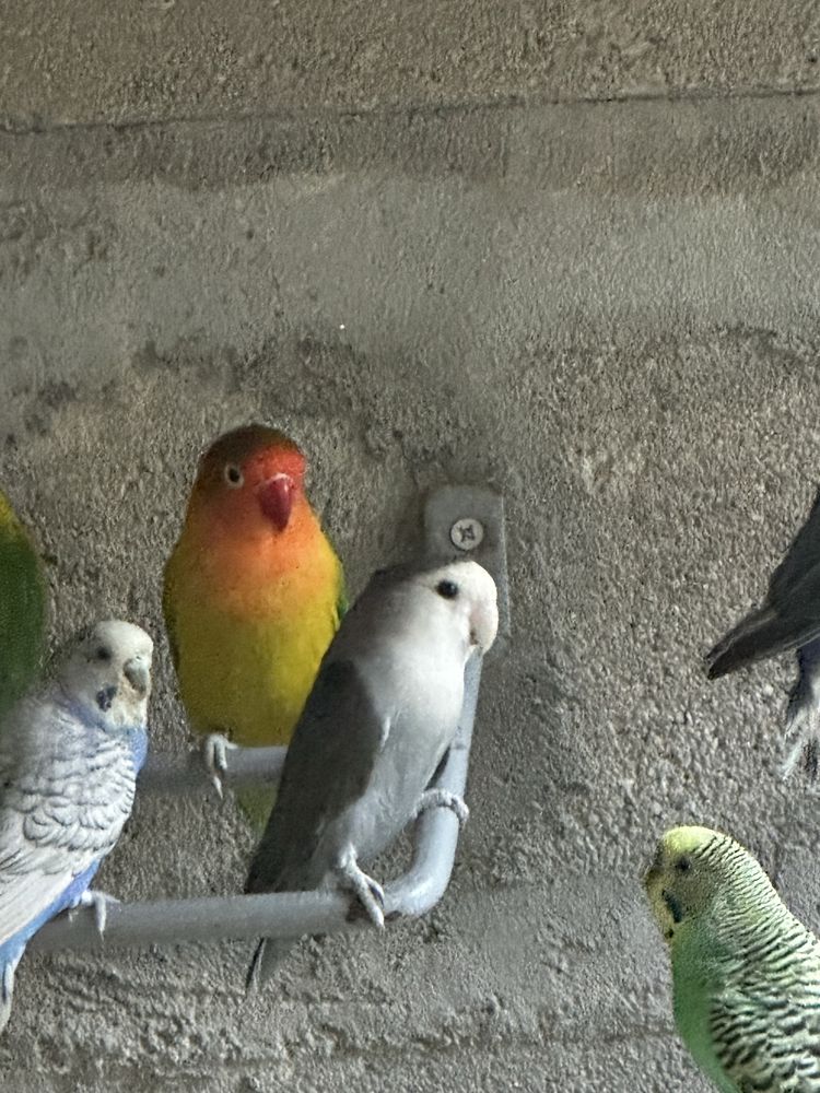 Agaporni roseicollis fêmea