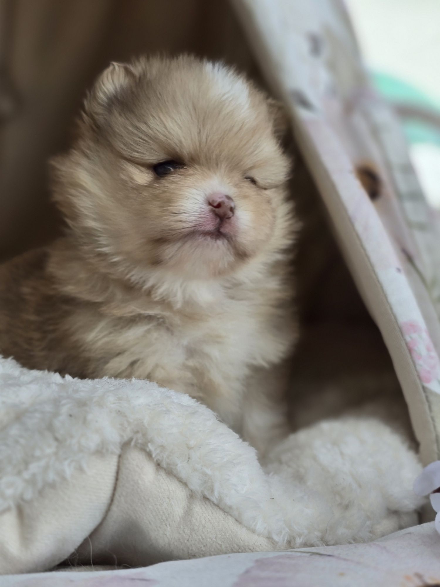 Szpic miniaturowy pomeranian suczka Beza