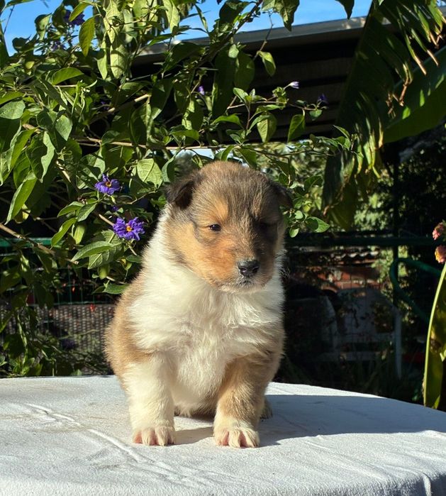Rough Collie - Lassie
