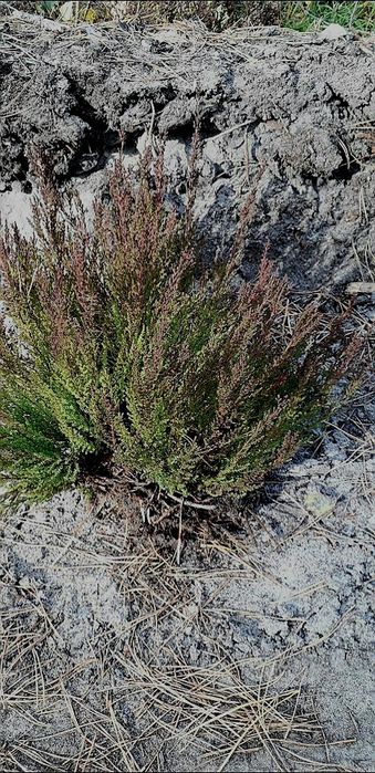 вереск звичайний