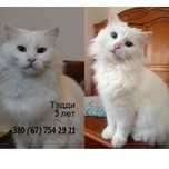 Котики из приюта