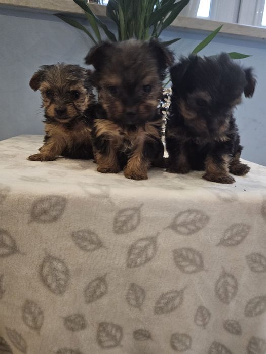 York z Rodowodem do odbioru