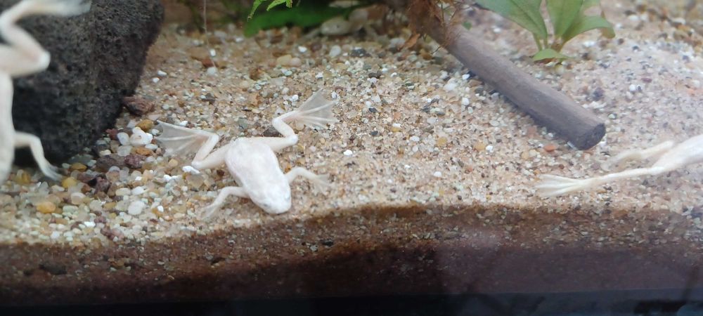 Sprzedam Żabkę Karlik - albinos
