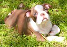 Boston Terrier (color) chłopczyk