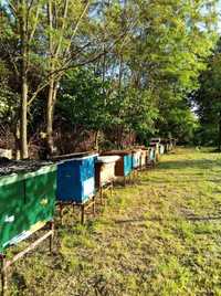 Зимувалі бджоло сім'ї, бджоли, бджоли з вуликами
