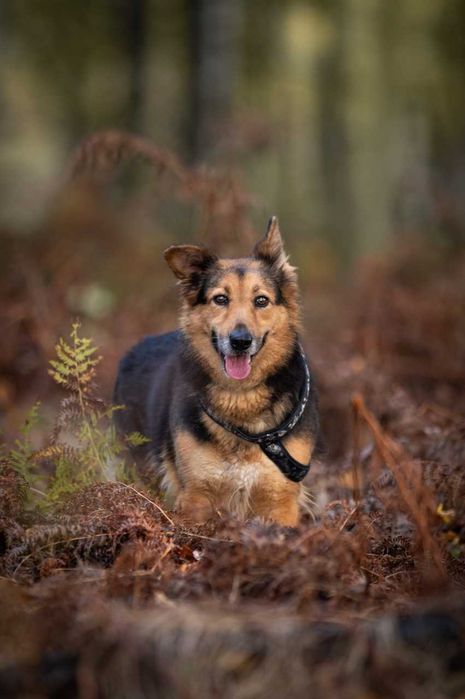 Hela - prześliczna suczka w typie owczarka ADOPCJA