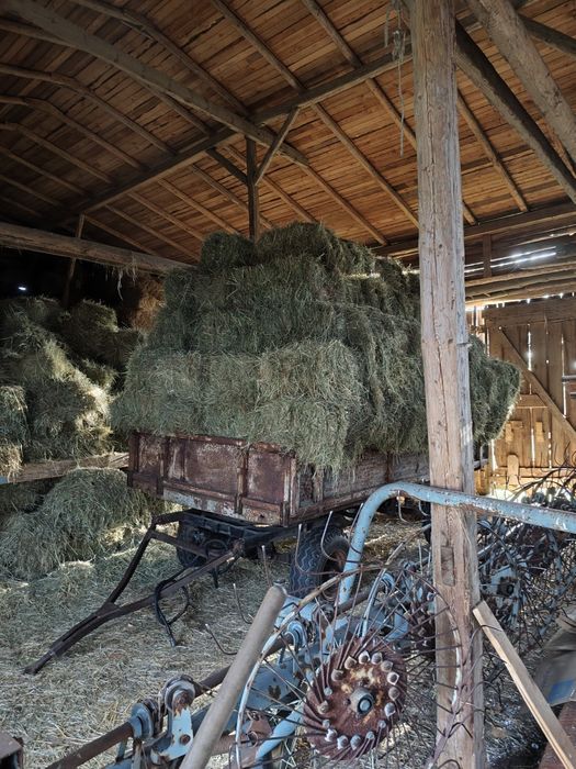 Siano w małych kostkach