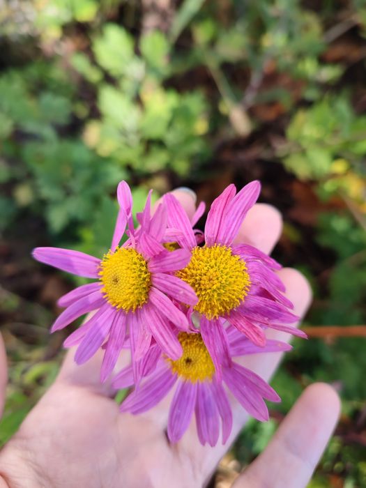 Хризантеми - високі, мультифлори, кущові, букетні