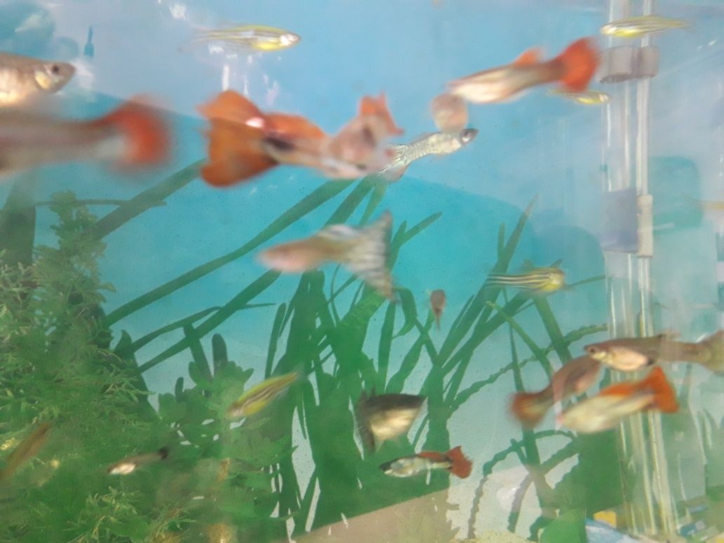 Акваріум рибки гупі