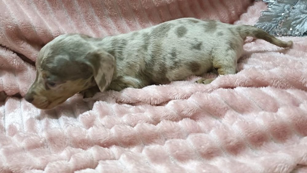 Teckel mini macho arlequim Isabella