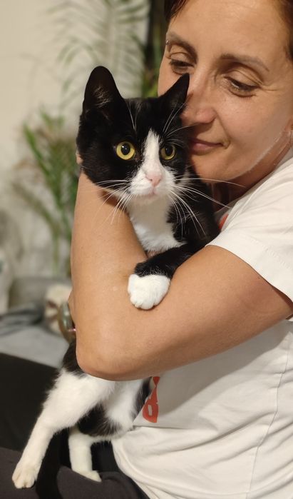 Kotka w typie brytyjski