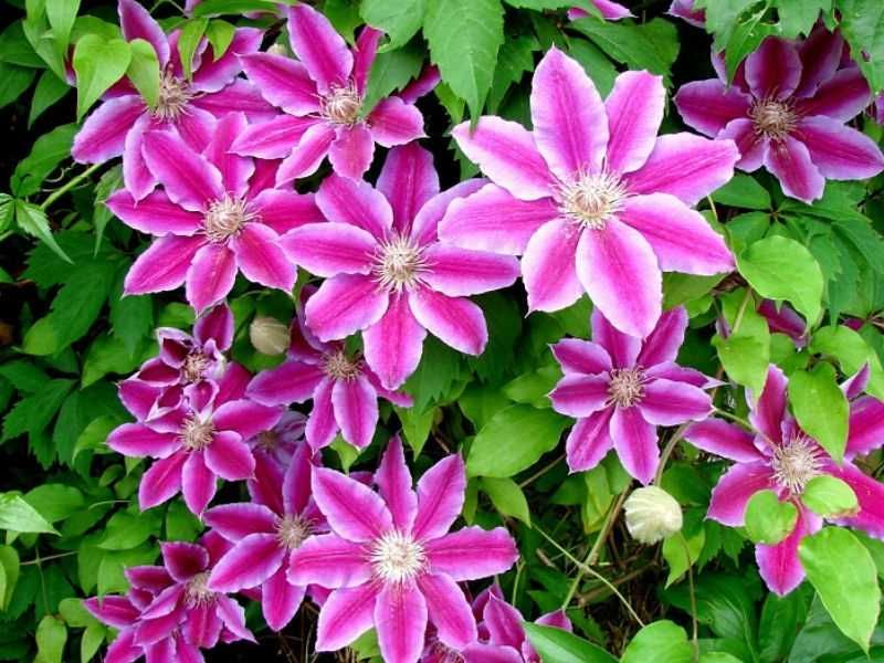 Clematis Doctor Rupell