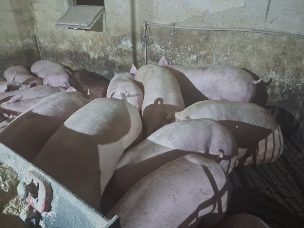 Продам свині  живою вагою