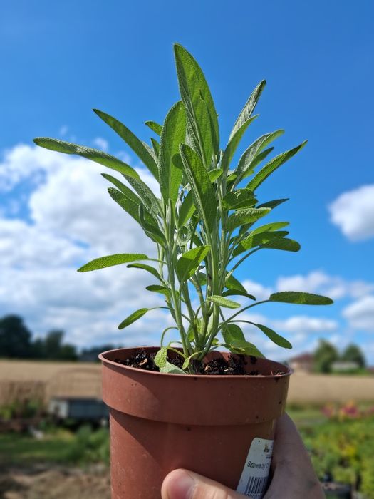 Szałwia lekarska (Salvia officinalis)