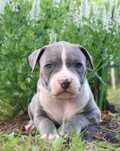 Amstaff American Staffordshire Terrier Amstaf BLUE błękitne