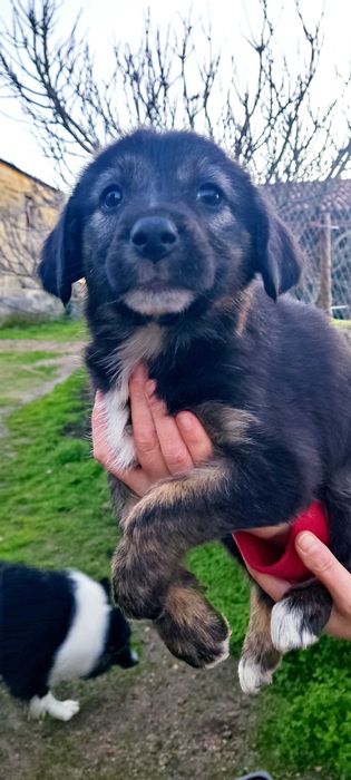 Cães de gado - mês e meio -Adoção urgente